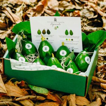 Aguacate Fuerte 2/4/6 Kg