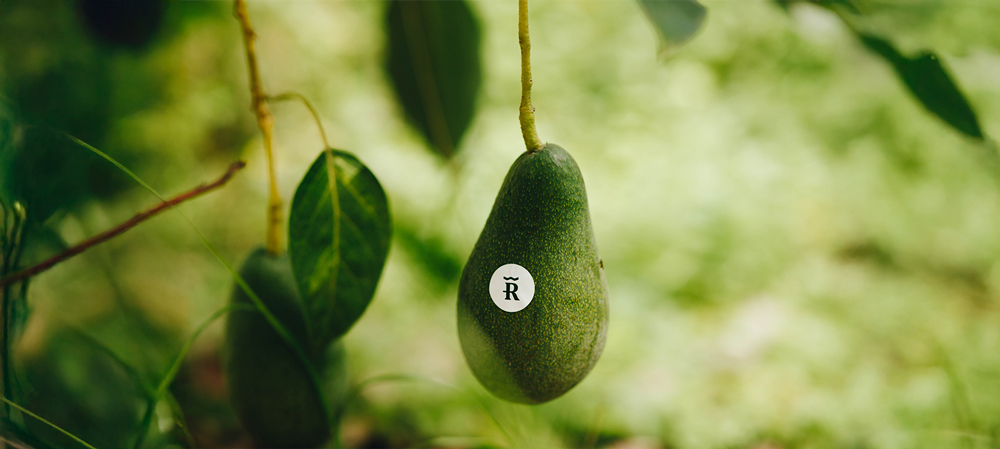 Comprar aguacates online ecológicos en Ribera Verde