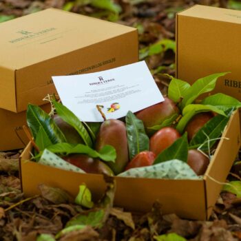 Mango Keitt en caja ecológica Ribera Verde