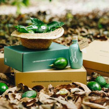 Pack de aguacates con aceite de oliva virgen extra Ribera Verde