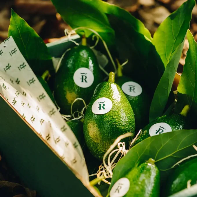 Pack Aguacate Fuerte 2KG y Mango Keitt 2KG - Imagen 4