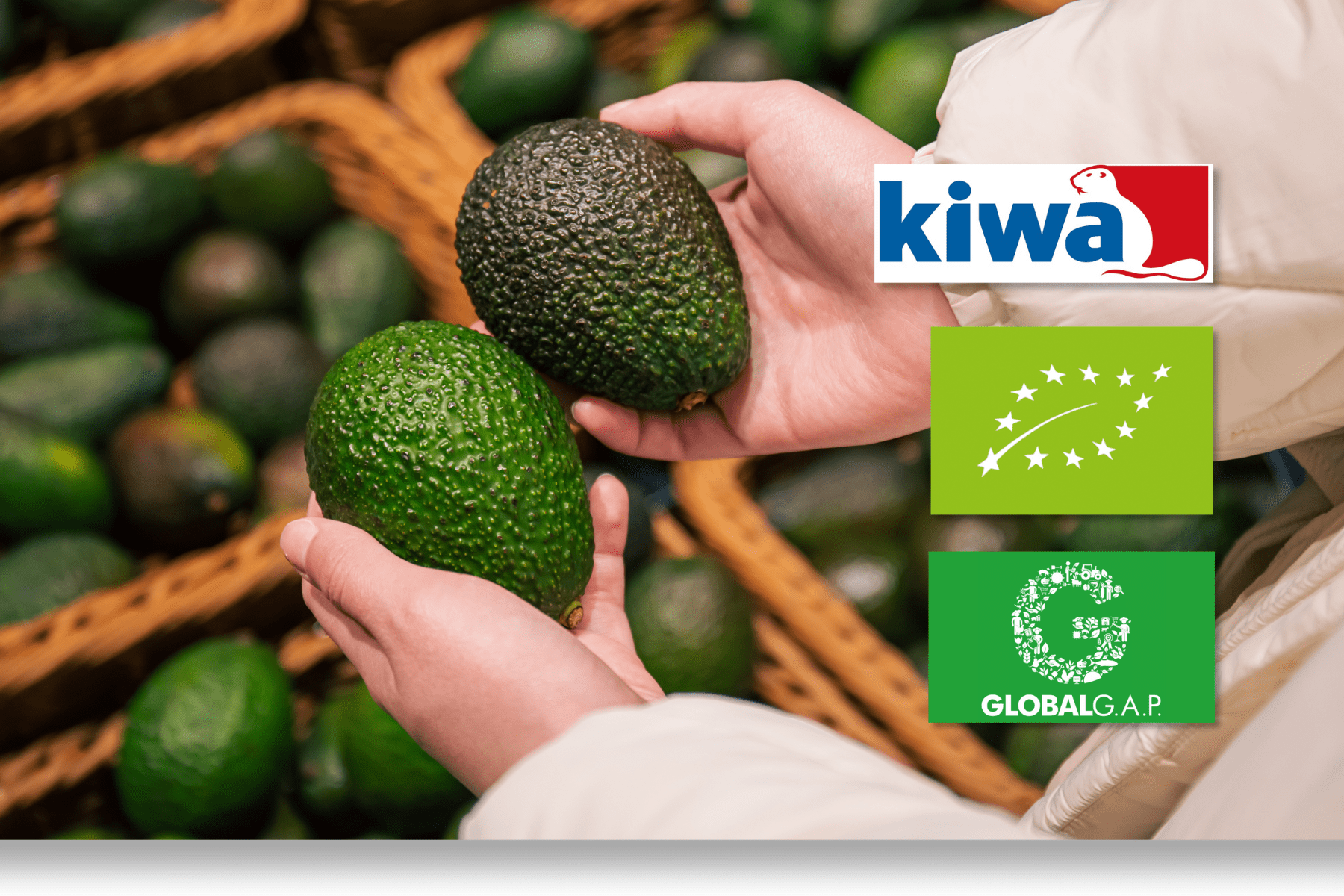 Aguacate Hass ecológico Ribera Verde