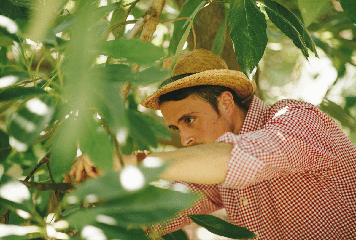 Aguacates de Málaga ecológicos y frescos directos del agricultor