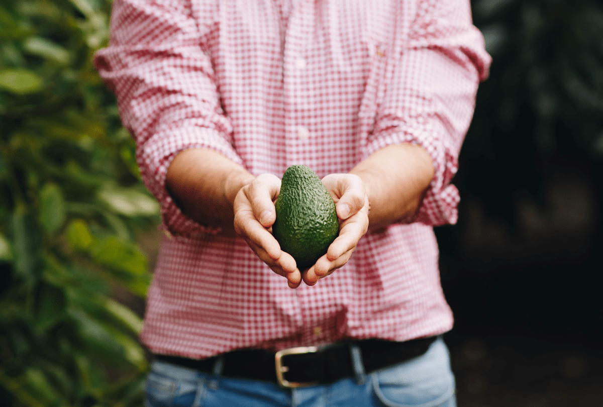 Aguacates españoles ecológicos recién recolectados