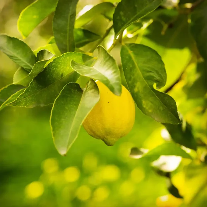 Pack Aguacate Fuerte y Limones - Imagen 4
