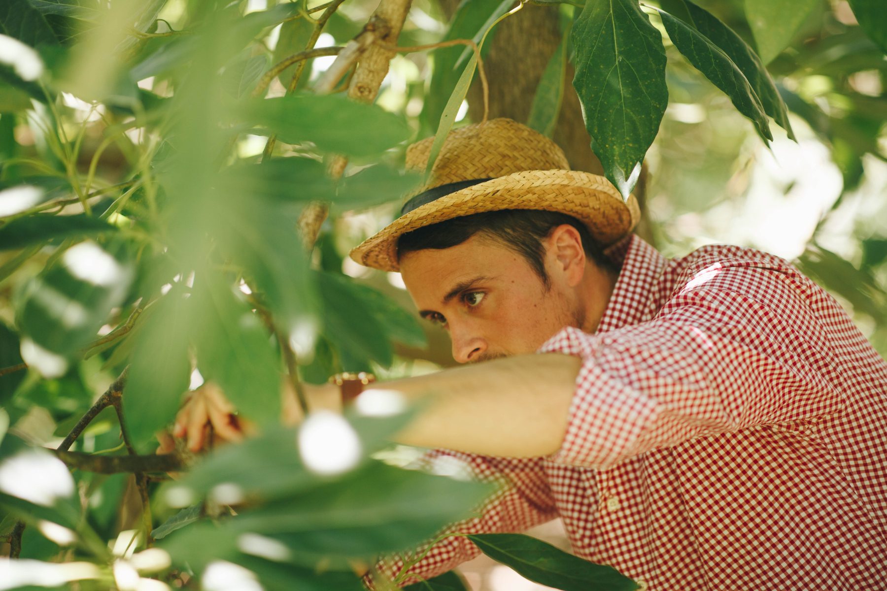 Frutas ecológicas frescas junto a frutas convencionales en comparación