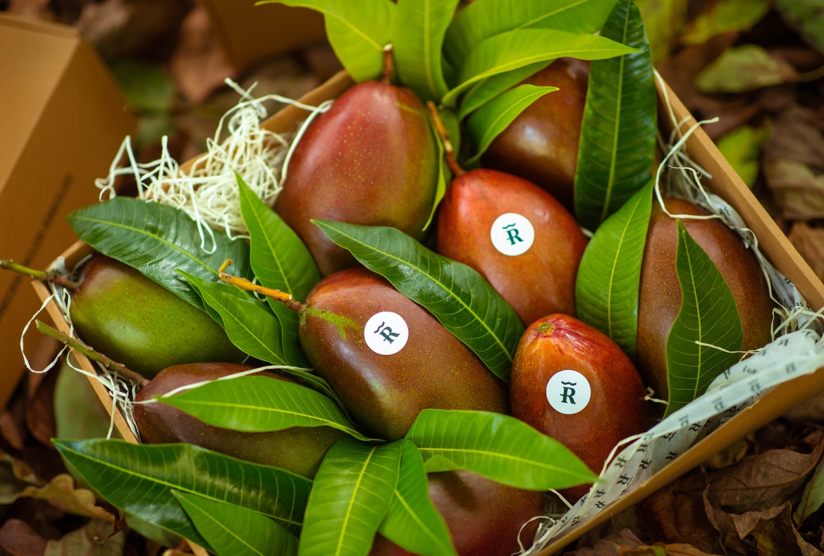 Mangos de Málaga ecológicos recién recolectados